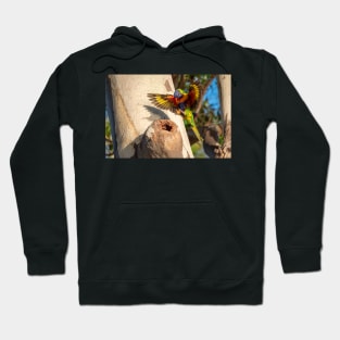 Happy Landings - Rainbow Lorikeet, Bribie Island Hoodie